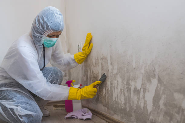 Best Local Mold Removal Service  in Grissom Af, IN