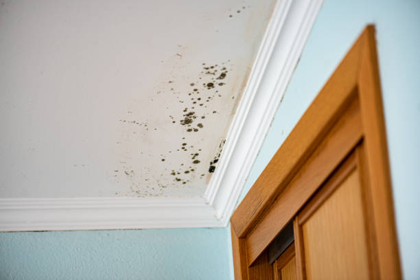 Best Commercial Mold Removal  in Grissom Af, IN