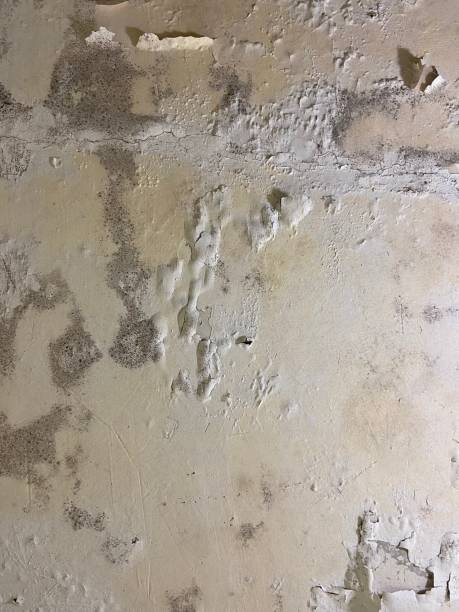 Best Commercial Mold Removal  in Grissom Af, IN