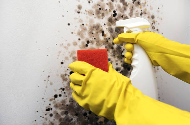 Best Certified Mold Removal  in Grissom Af, IN