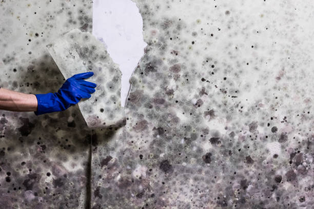 Best Mold Testing  in Grissom Af, IN